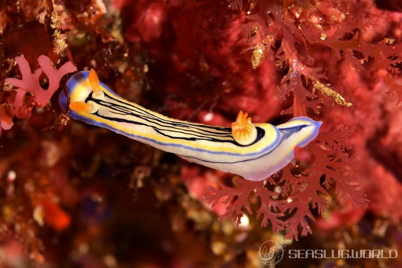 リュウモンイロウミウシ Hypselodoris maritima