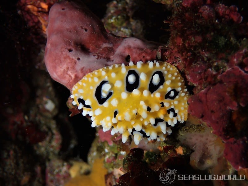 キイロイボウミウシ Phyllidia ocellata