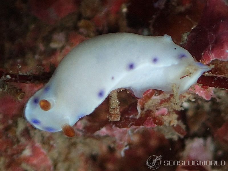 アオウミウシ属の一種 6 Hypselodoris sp. 6