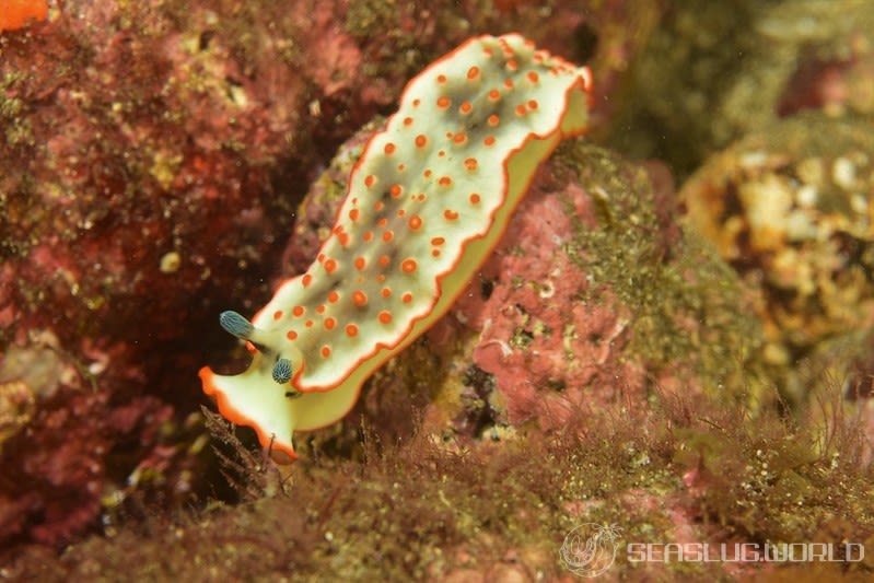 ハナオトメウミウシ Dermatobranchus ornatus