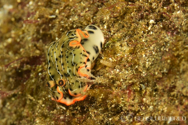 ホソジマオトメウミウシ Dermatobranchus nigropunctatus