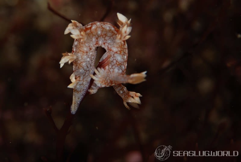 ヤマトユビウミウシ Bornella hermanni