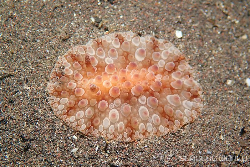 マンリョウウミウシ Carminodoris armata