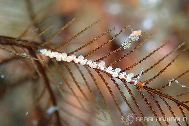 ホリミノウミウシ属の一種 3 Eubranchus sp. 3 | 世界のウミウシ