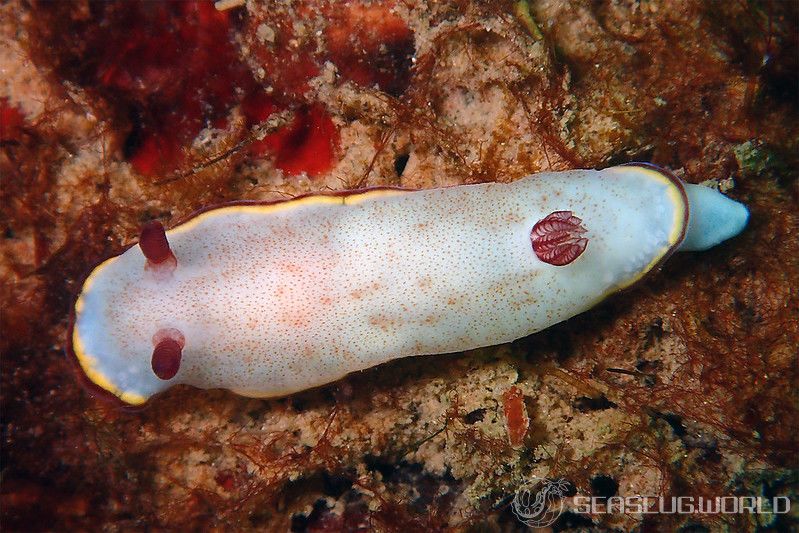 シラヒメウミウシ Goniobranchus sinensis