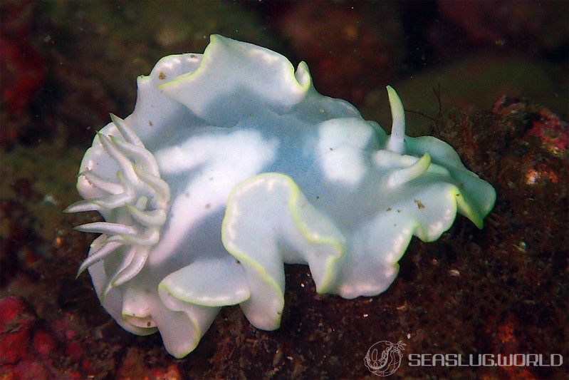 シロタエイロウミウシ Glossodoris buko