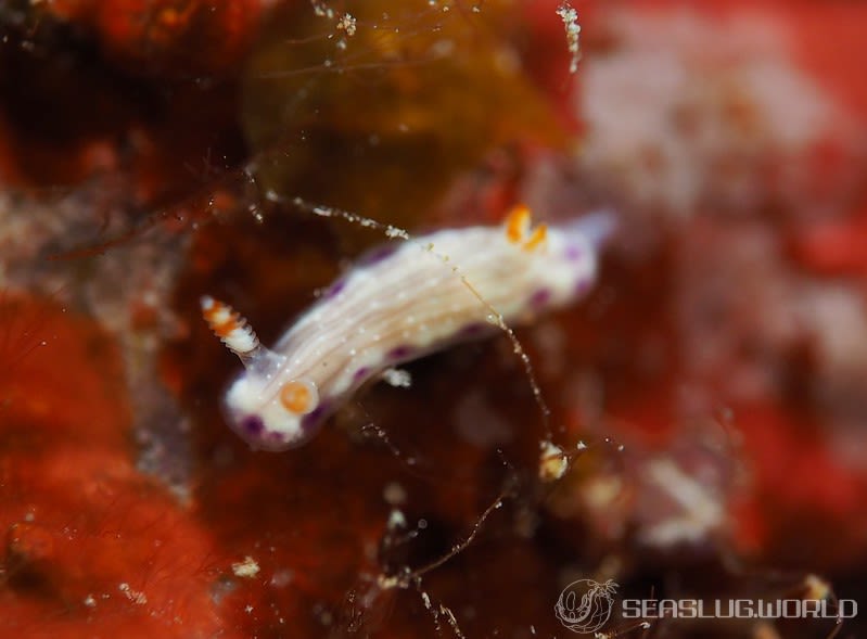 コナユキイロウミウシ Hypselodoris skyleri