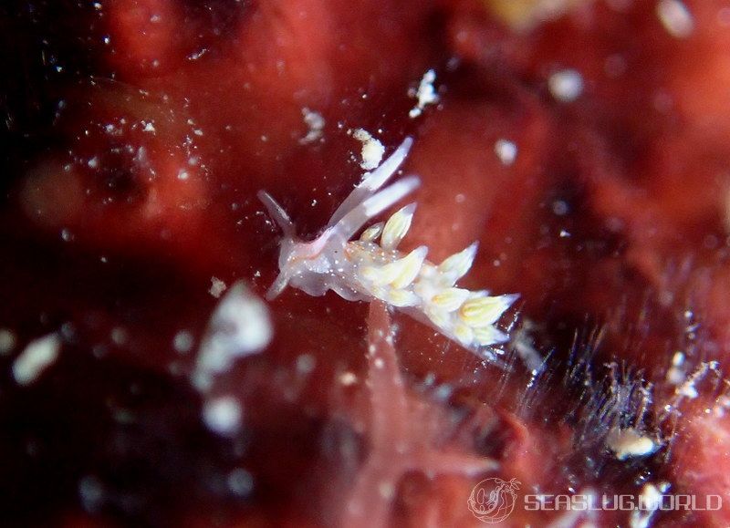 フジエラミノウミウシ科の一種 1 Trinchesiidae sp. 1