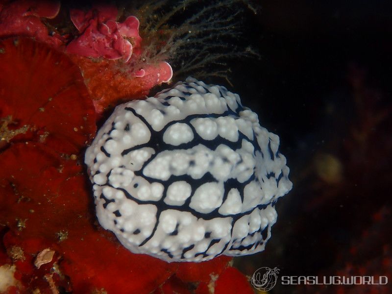 アミメイボウミウシ Phyllidiopsis krempfi