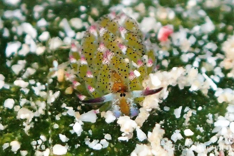 クサイロモウミウシ Costasiella paweli