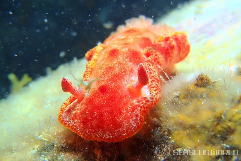 ミカドウミウシ Hexabranchus lacer