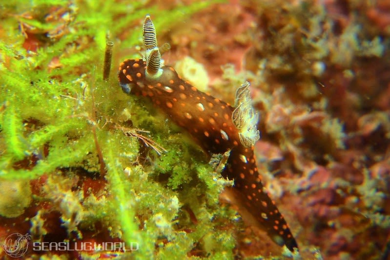 ベニゴマリュウグウウミウシ Nembrotha sp. 1