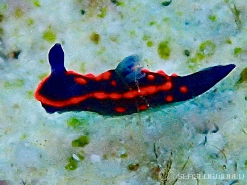 クロスジリュウグウウミウシ属の一種 3 Nembrotha sp. 3