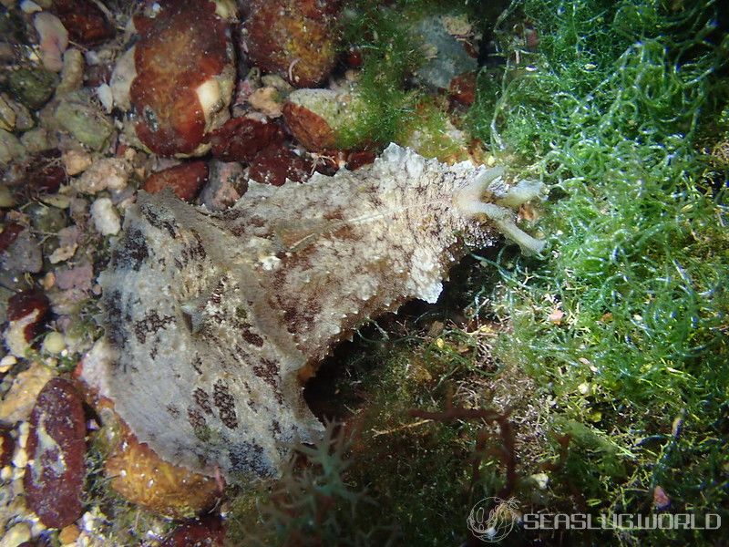 タツナミガイ Dolabella auricularia