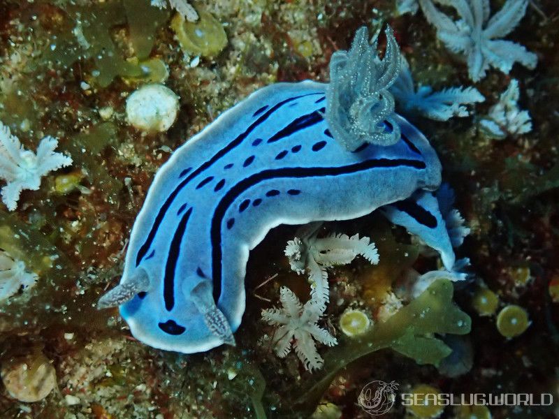 ミゾレウミウシ Chromodoris willani