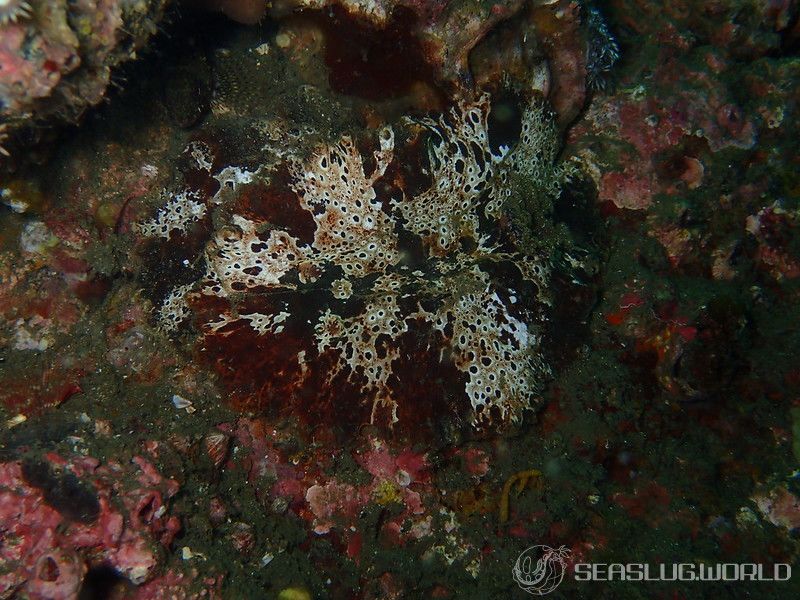 クモガタウミウシ Platydoris ellioti