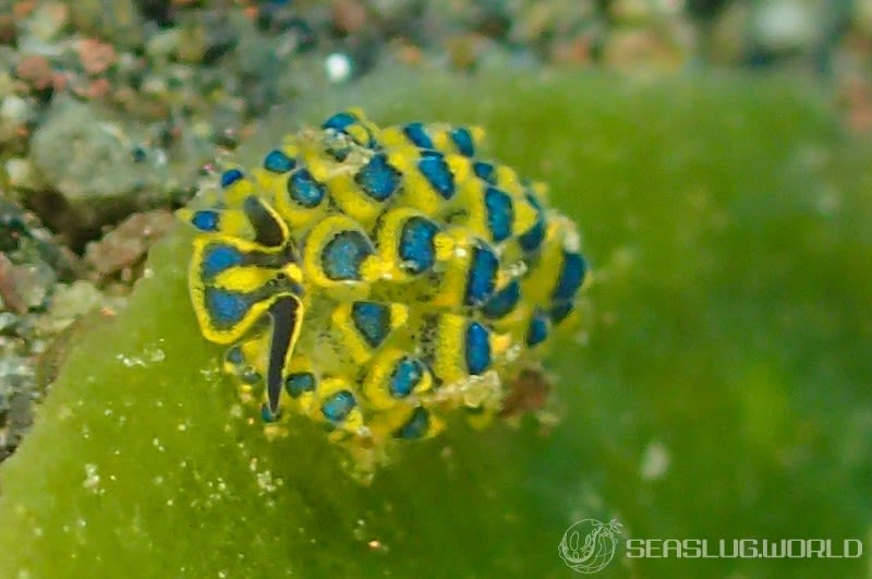 ミナミアオモウミウシ Costasiella sp. 5