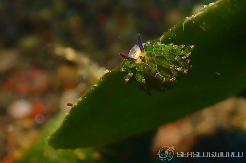 クサイロモウミウシ Costasiella paweli