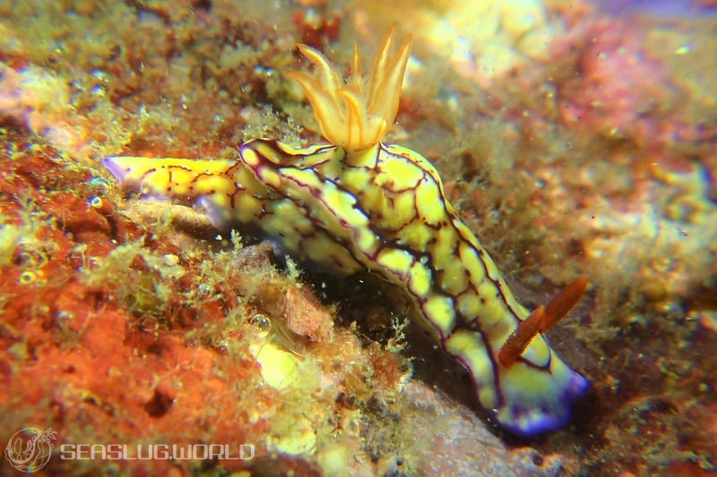 セリスイロウミウシ Hypselodoris cerisae