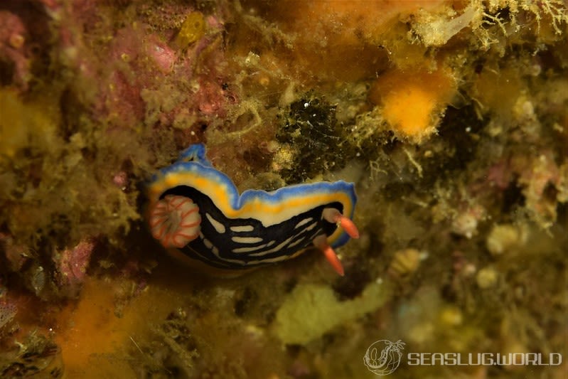 リュウモンイロウミウシ Hypselodoris maritima