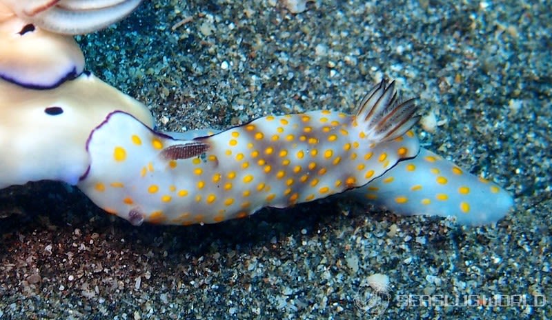 ヒュプセロドーリス・プルケッラ Hypselodoris pulchella