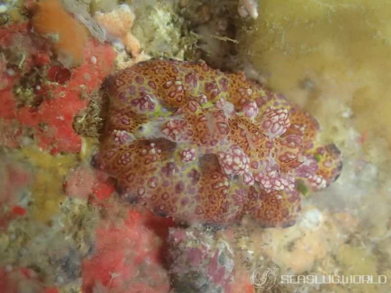 アデヤカイボウミウシ Phyllidiopsis cardinalis