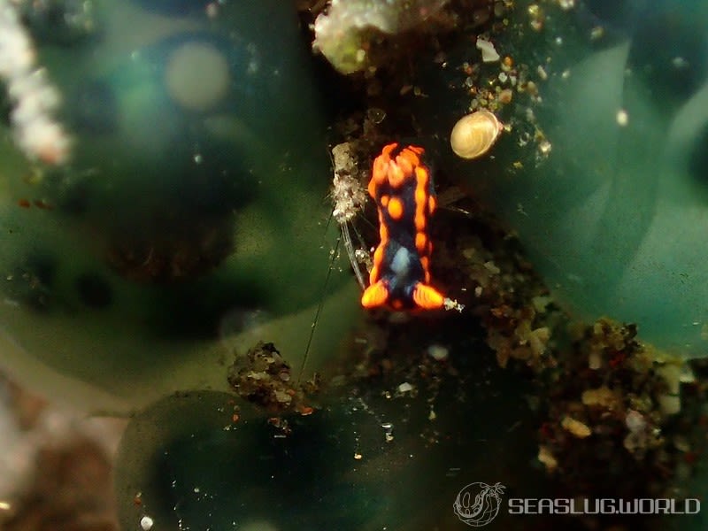 トウモンリュウグウウミウシ Nembrotha livingstonei