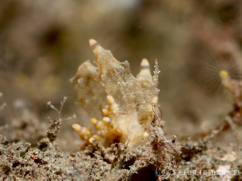 ツノトゲホリミノウミウシ Eubranchus rubropunctatus