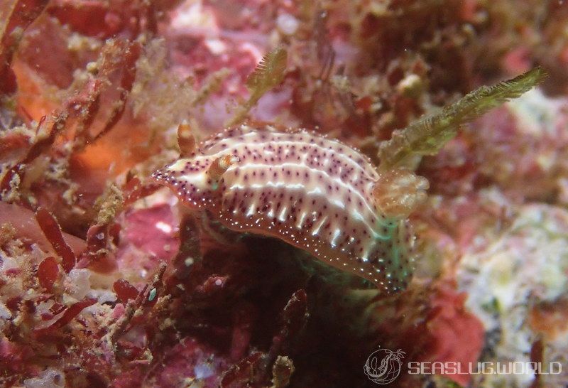 センテンイロウミウシ Hypselodoris decorata