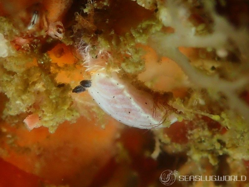 サギリオトメウミウシ Dermatobranchus semistriatus