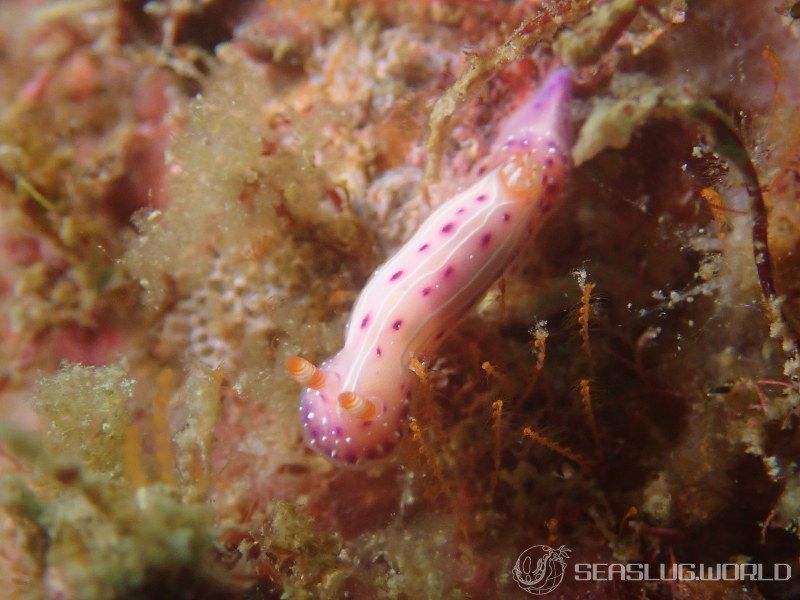 イチゴミルクウミウシ Mexichromis aurora