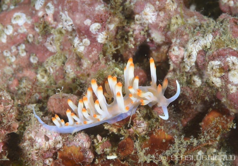 サキシマミノウミウシ Samla takashigei