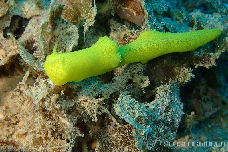 レモンウミウシ Notodoris citrina