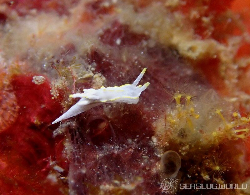 ゴニオドリデラ・ゲミナエ Goniodoridella geminae 世界のウミウシ