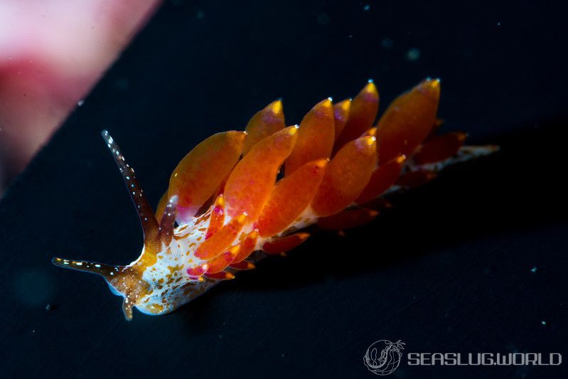 ホリミノウミウシ属の一種 24 Eubranchus sp.24