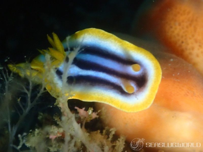 タイヘイヨウイロウミウシ Chromodoris sp. cf. africana