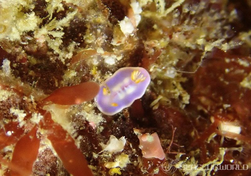 セリスイロウミウシ Hypselodoris cerisae