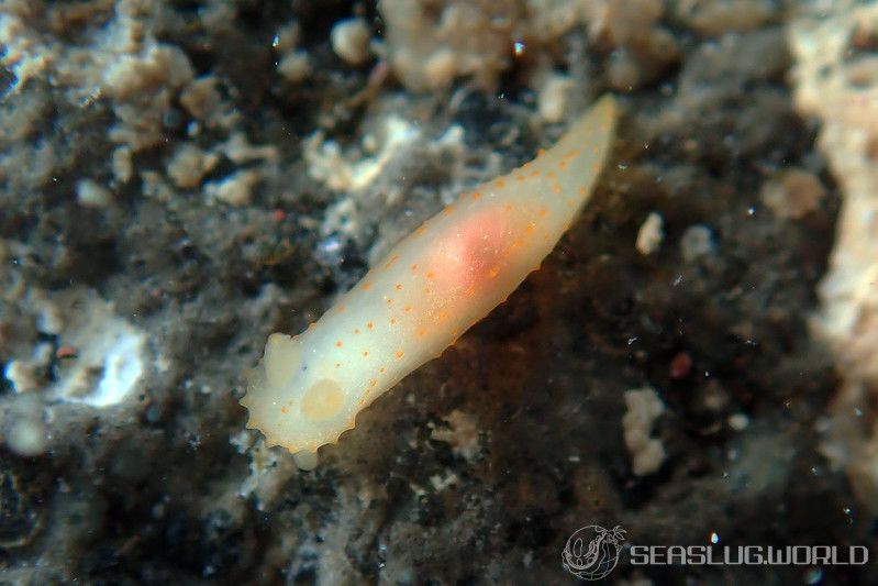 キヌハダモドキ Gymnodoris citrina