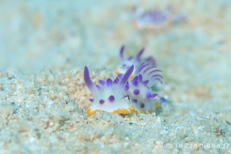 レンゲウミウシ Mexichromis multituberculata