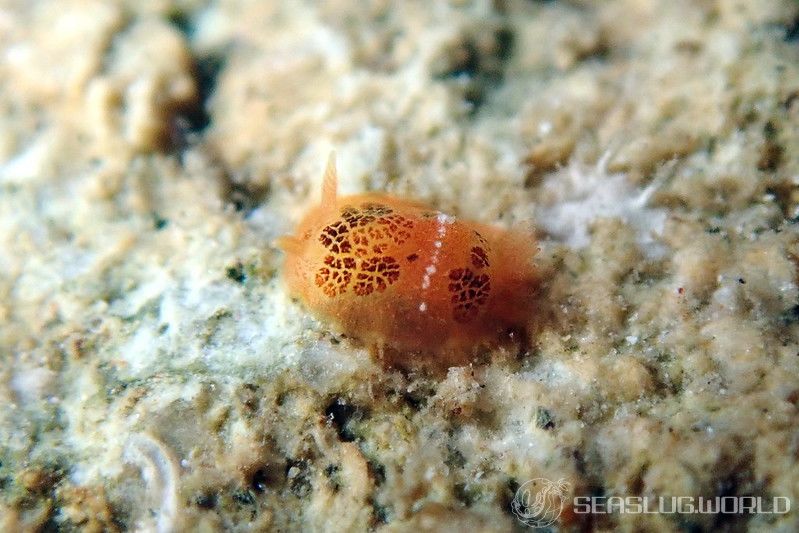 カッパウミウシ Dendrodoris coronata