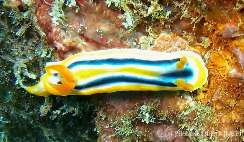 コールマンウミウシ Chromodoris colemani