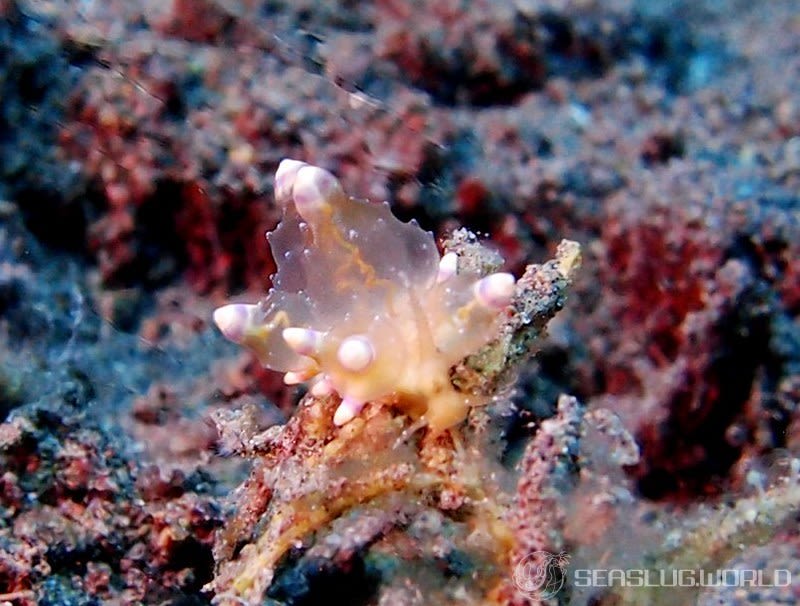 ツノワホリミノウミウシ Eubranchus mandapamensis