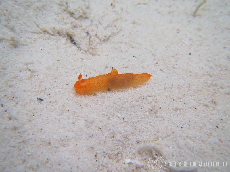 キヌハダウミウシ属の一種 16 Gymnodoris sp.16