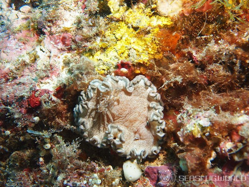 タヌキイロウミウシ Glossodoris hikuerensis