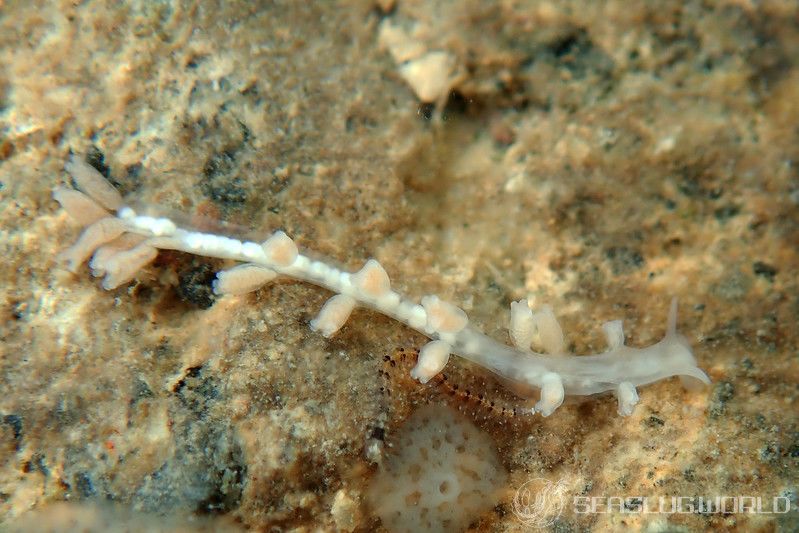 ヨツマタミノウミウシ Embletonia gracilis