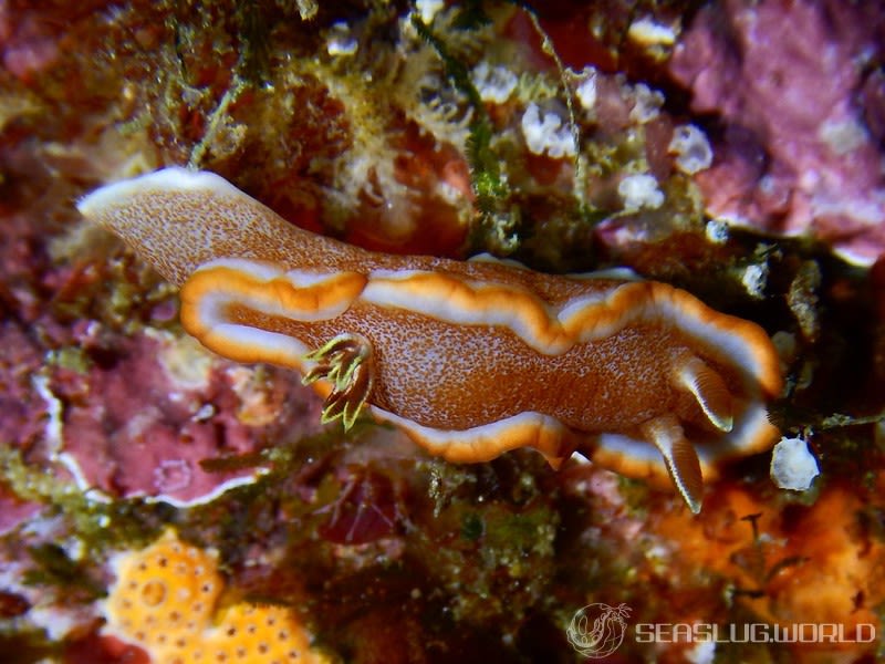 キャラメルウミウシ Glossodoris rufomarginata