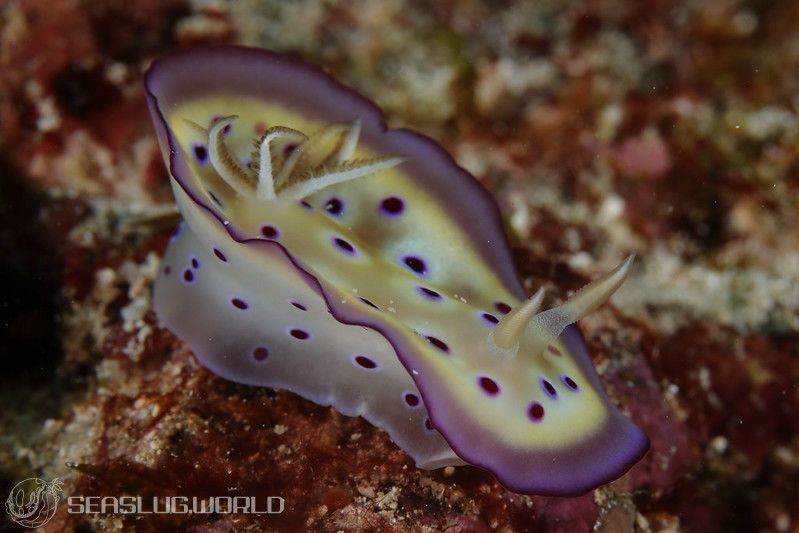 オトヒメウミウシ Goniobranchus kuniei