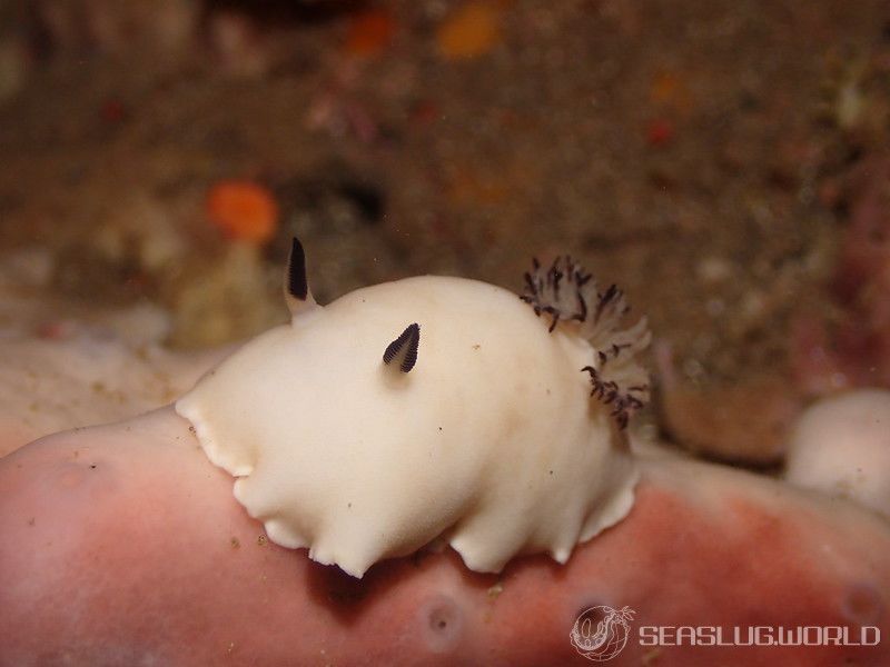 ユキダマウミウシ Hiatodoris fellowsi