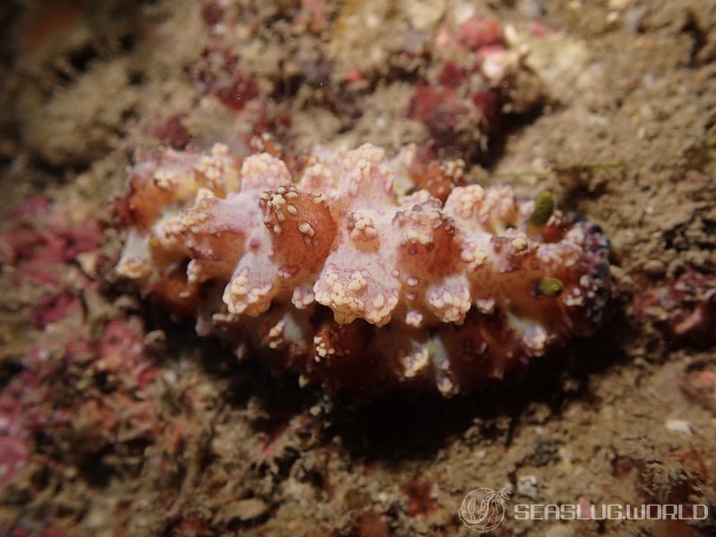 アデヤカイボウミウシ Phyllidiopsis cardinalis