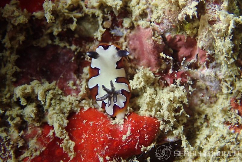 フジナミウミウシ Goniobranchus fidelis